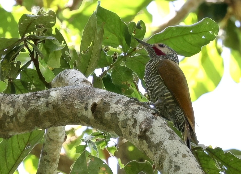 Gray-crowned Woodpecker - Diane Morton