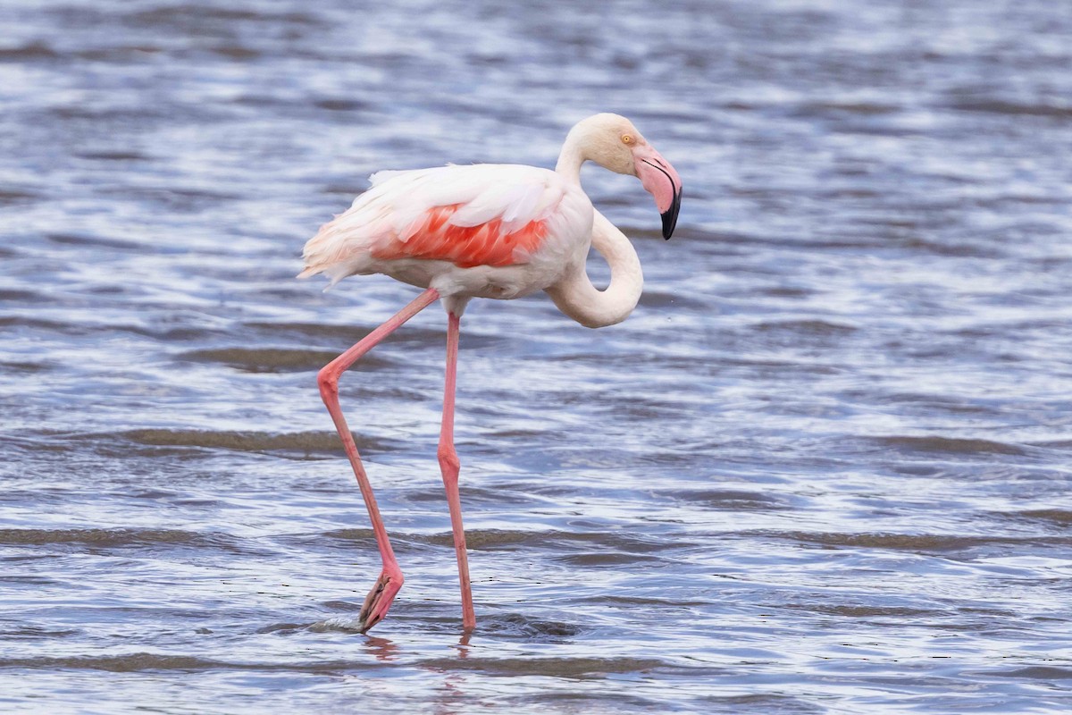 Greater Flamingo - ML616955374