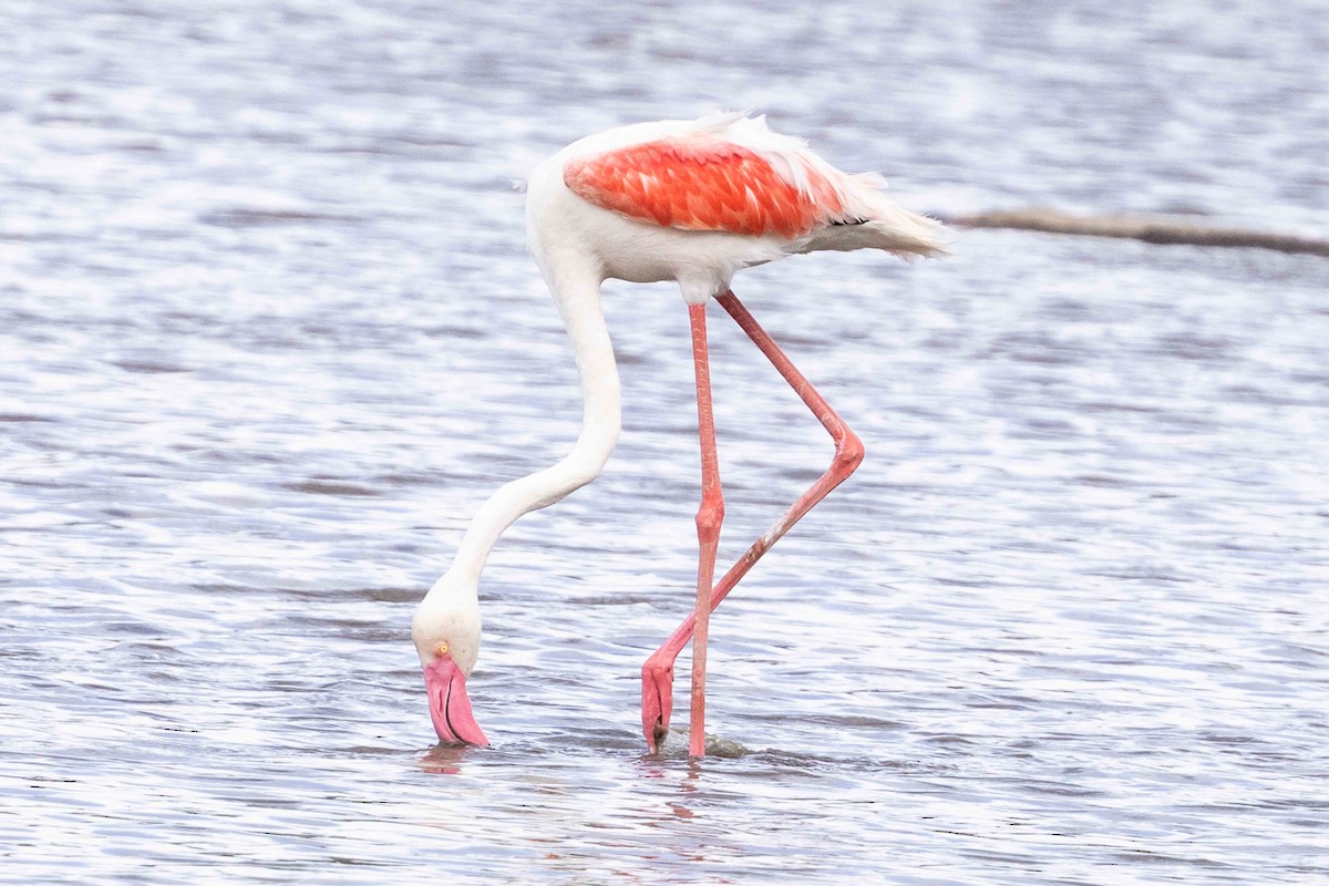 Greater Flamingo - ML616955403
