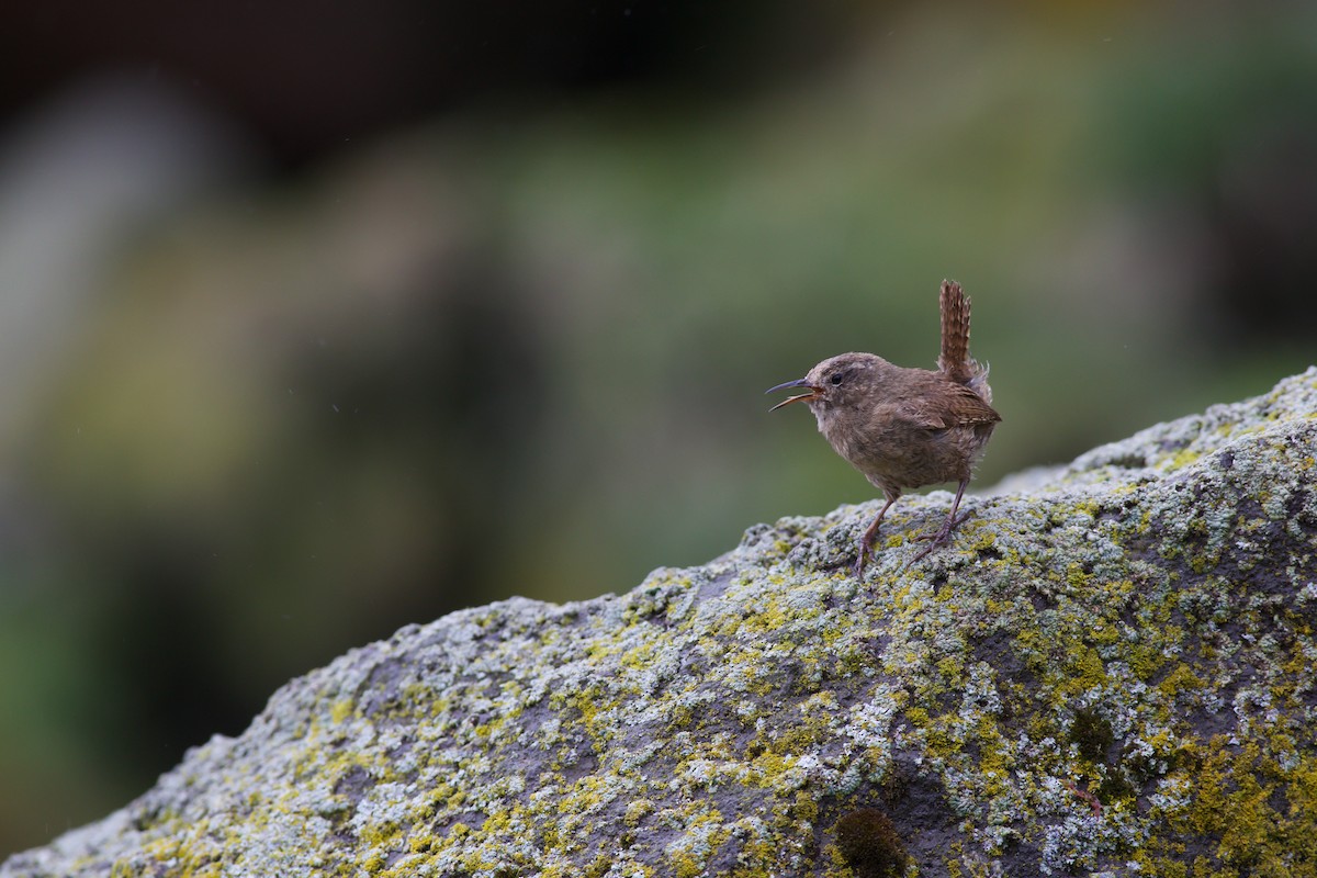 Pacific Wren (alascensis Group) - Nathan Dubrow