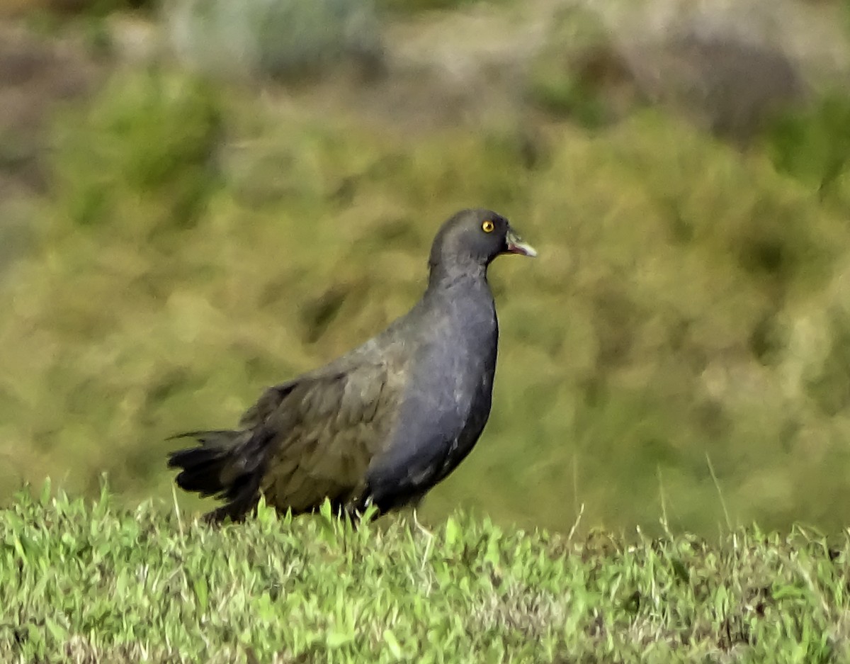 Black-tailed Nativehen - ML616955527
