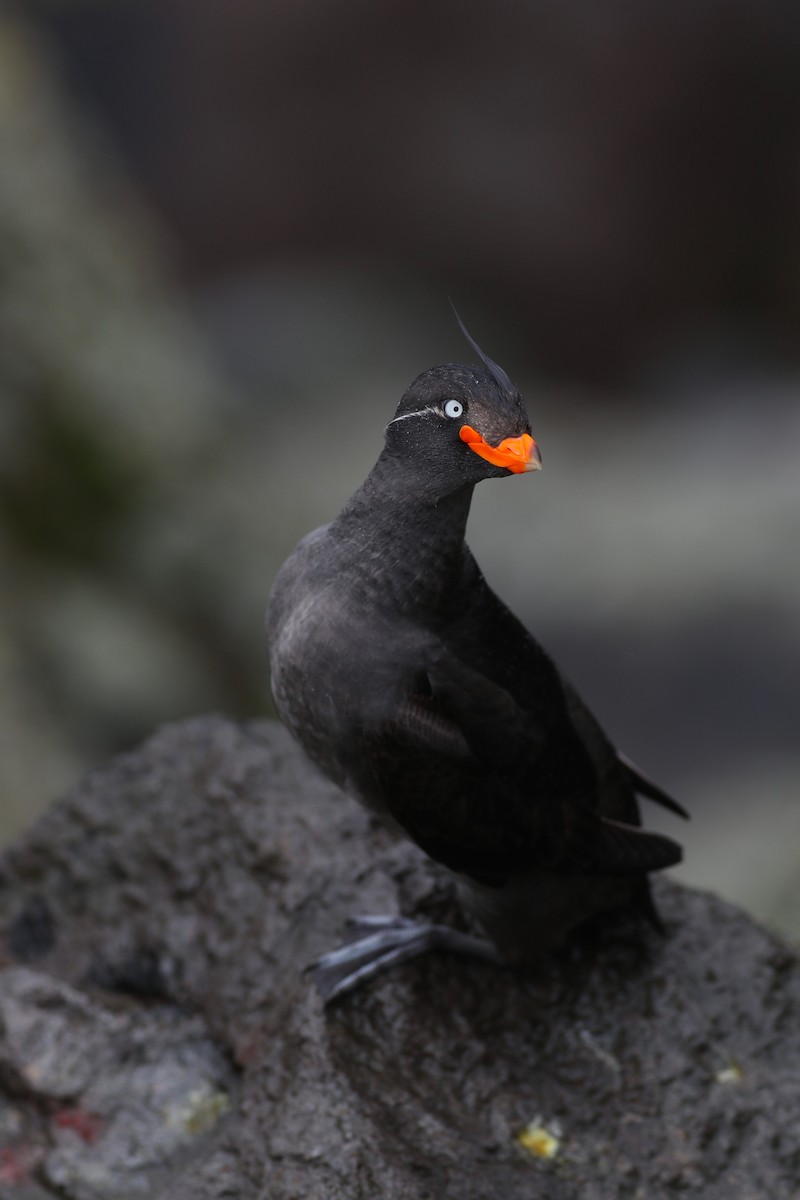 Crested Auklet - ML616955618