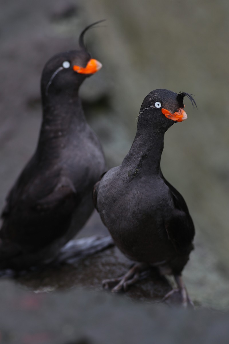 Crested Auklet - Nathan Dubrow