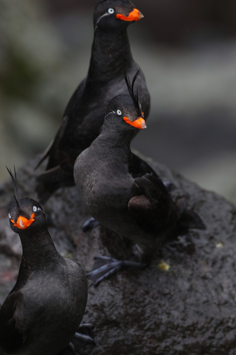 Crested Auklet - ML616955624