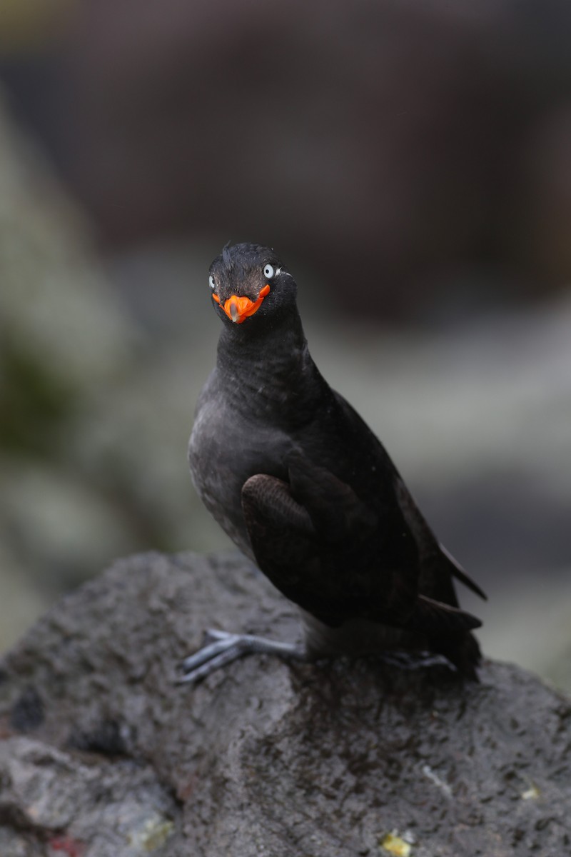 Crested Auklet - ML616955627