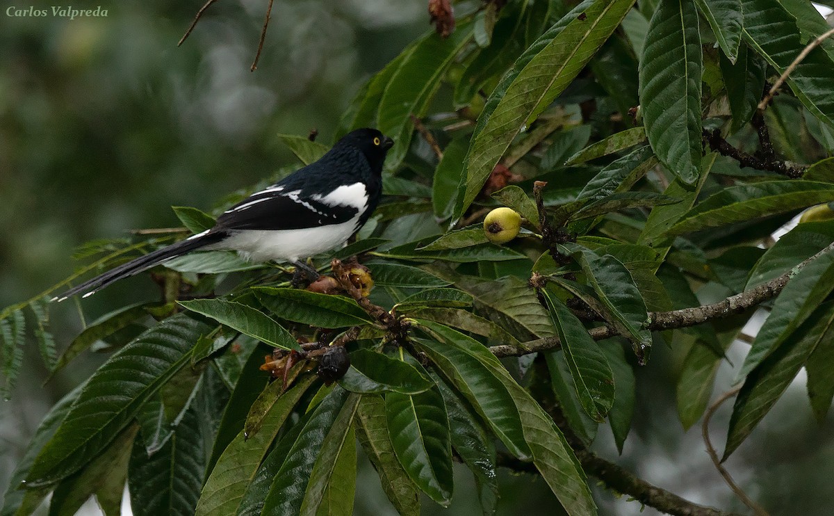 Magpie Tanager - ML616955726