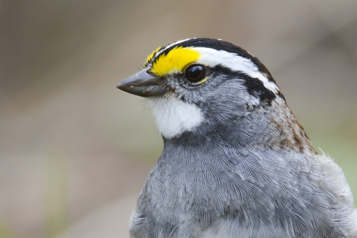 White-throated Sparrow - Jax Nasimok
