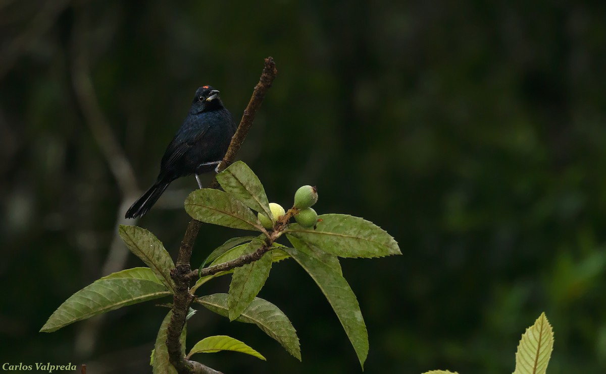 Ruby-crowned Tanager - ML616955748