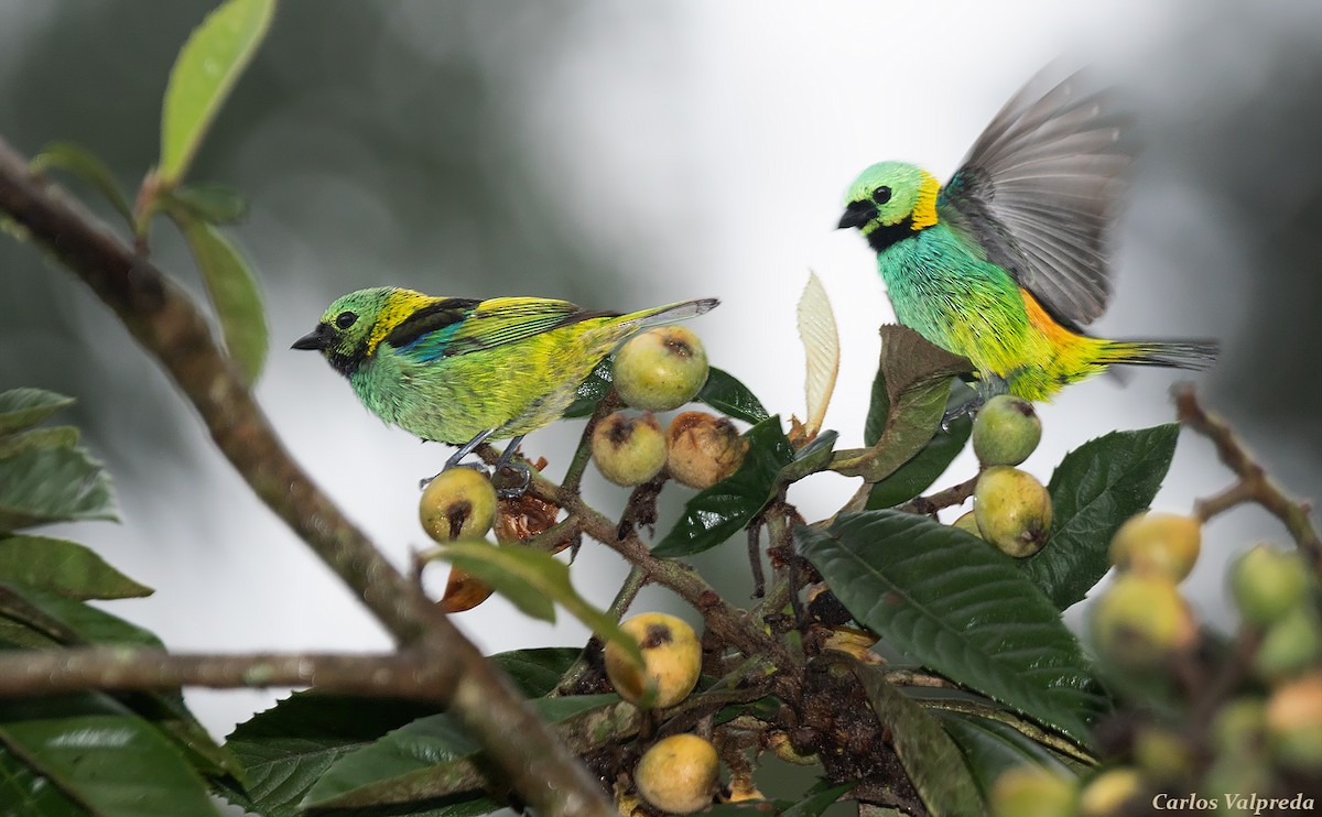 Green-headed Tanager - ML616955771