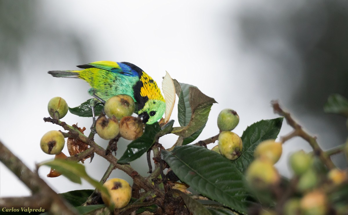 Green-headed Tanager - ML616955787