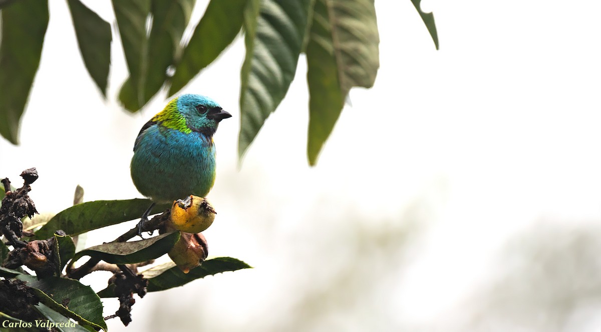 Green-headed Tanager - ML616955802