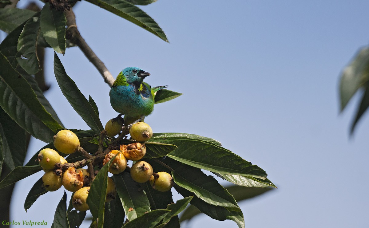 Green-headed Tanager - ML616955828