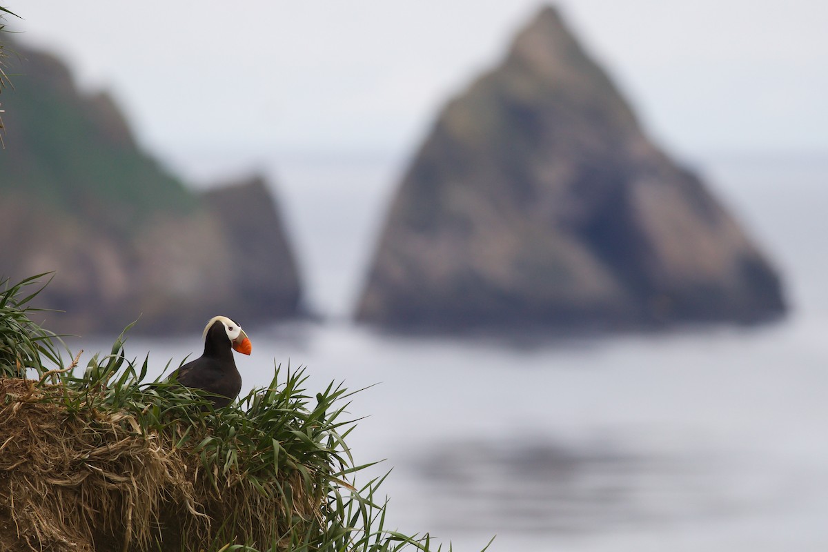 Tufted Puffin - ML616955835