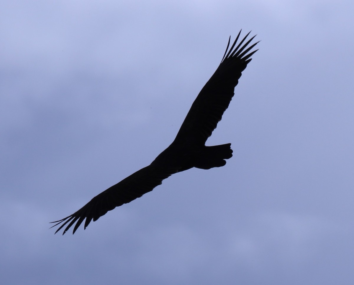 Turkey Vulture - ML616955998