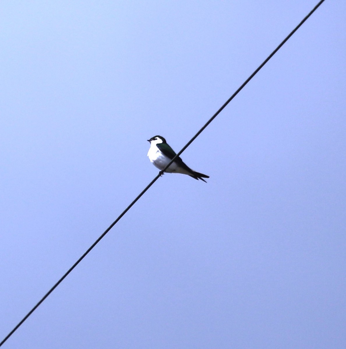 Violet-green Swallow - ML616956014