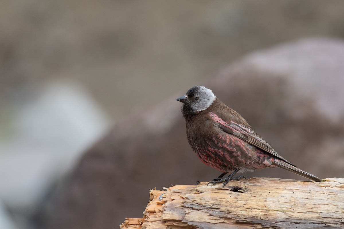 Gray-crowned Rosy-Finch (Aleutian and Kodiak Is.) - Nathan Dubrow
