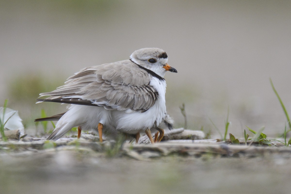 Piping Plover - ML616956185