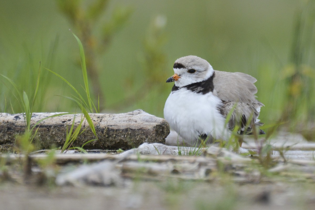 Piping Plover - ML616956189