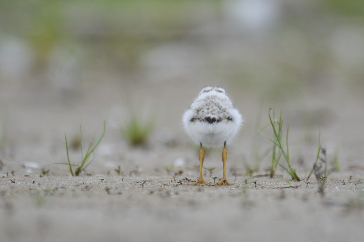Piping Plover - ML616956190