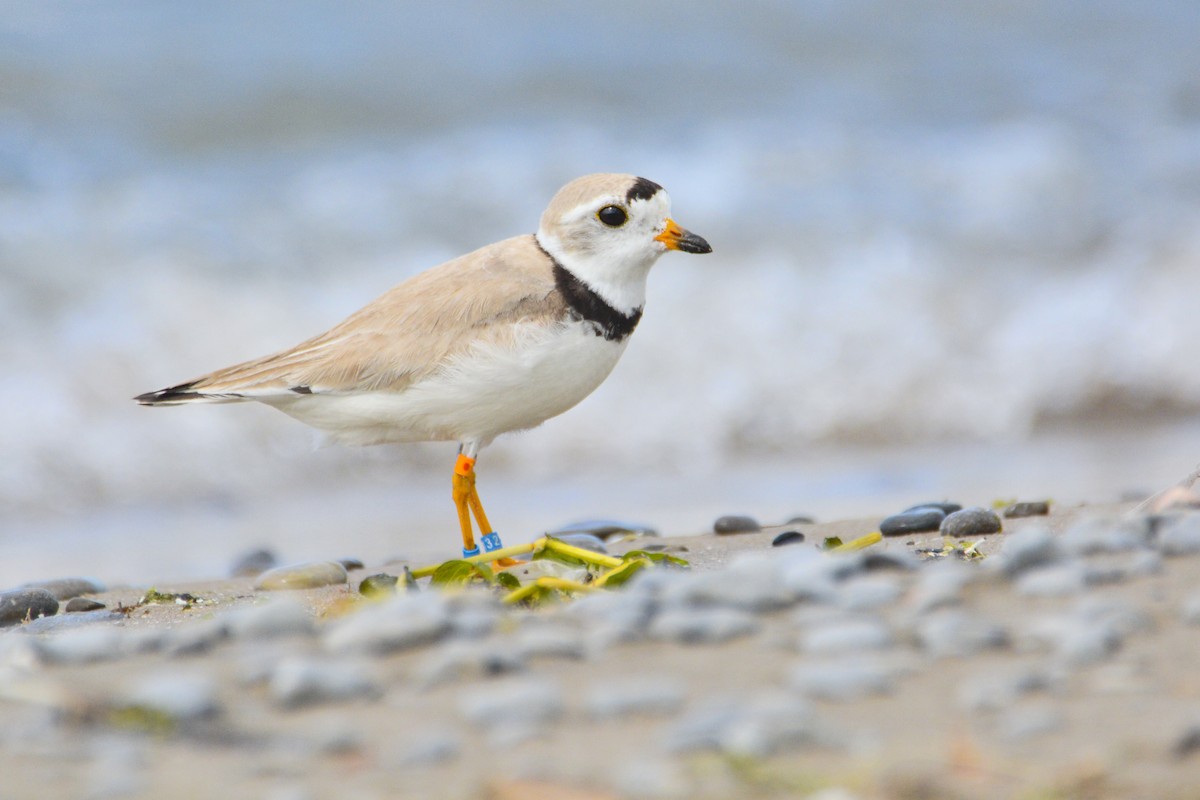 Piping Plover - ML616956310