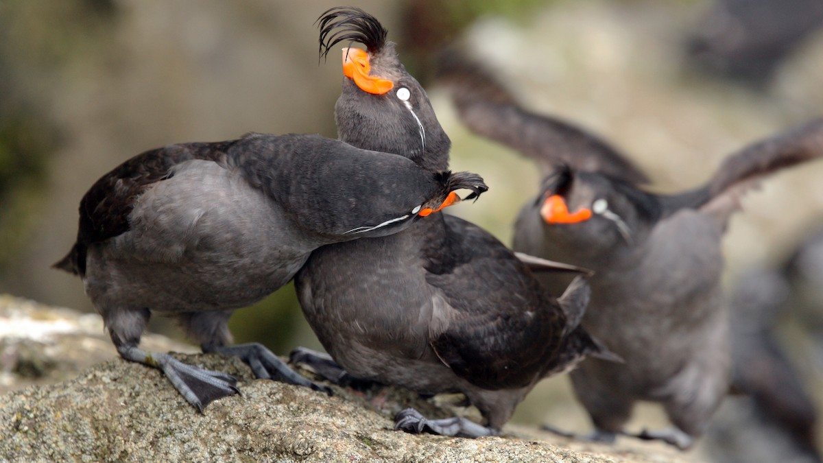 Crested Auklet - ML616956313