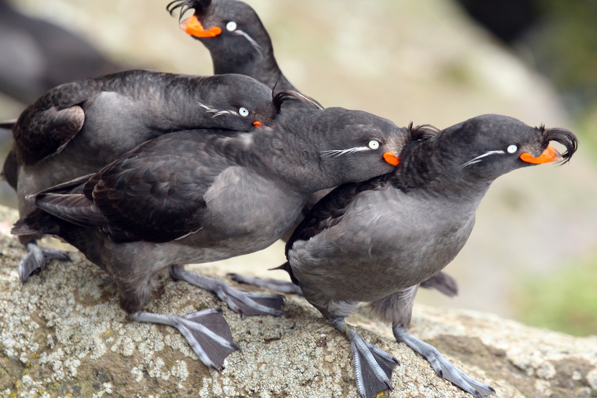 Crested Auklet - ML616956314