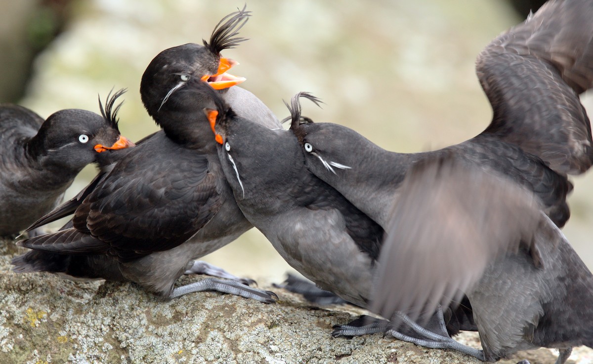 Crested Auklet - ML616956315