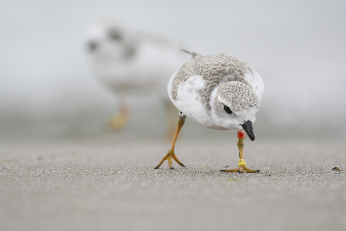 Piping Plover - ML616956319