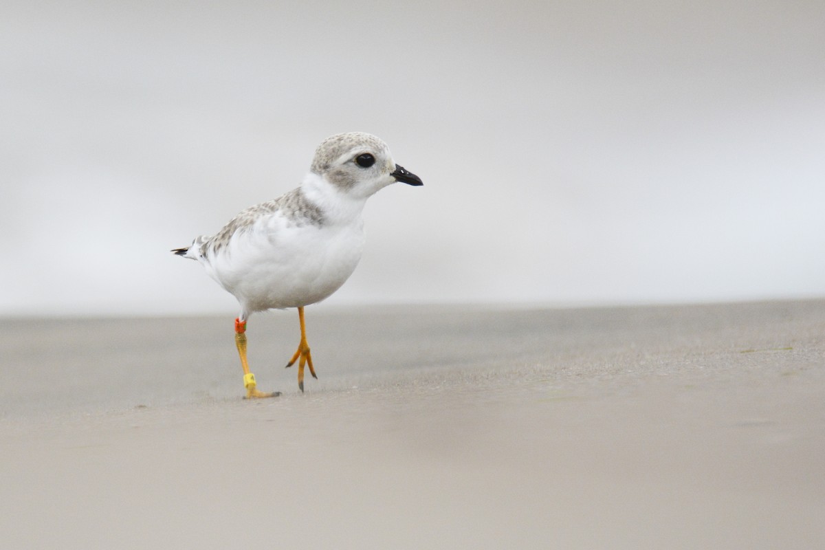Piping Plover - ML616956320
