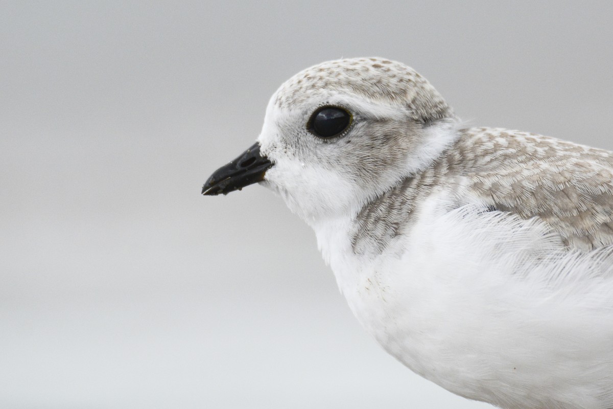 Piping Plover - ML616956321