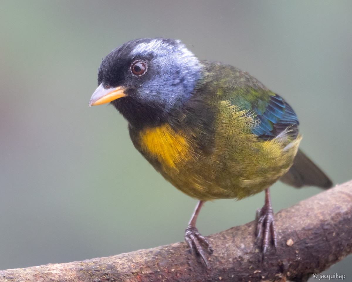 Moss-backed Tanager - ML616956364
