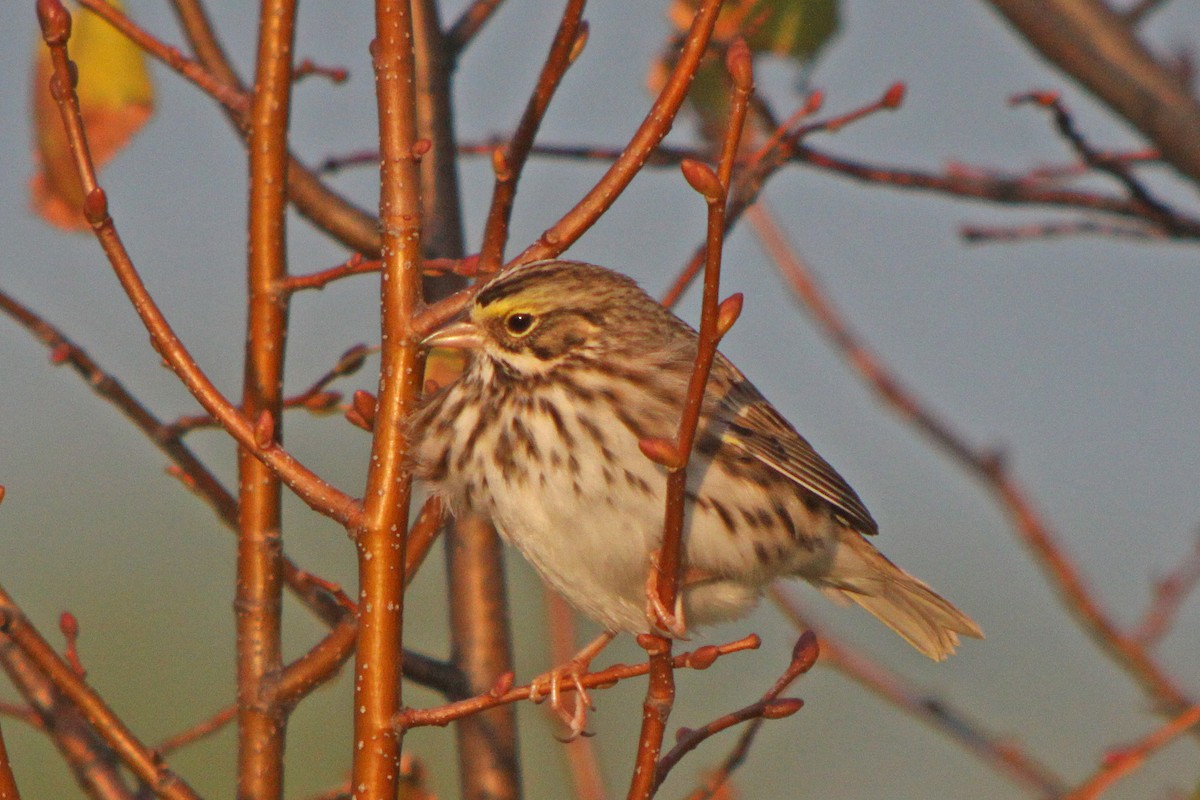 Savannah Sparrow - ML616956395