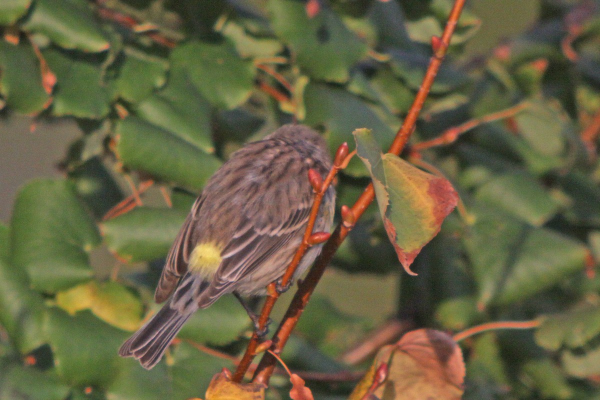 Yellow-rumped Warbler (Myrtle) - ML616956454