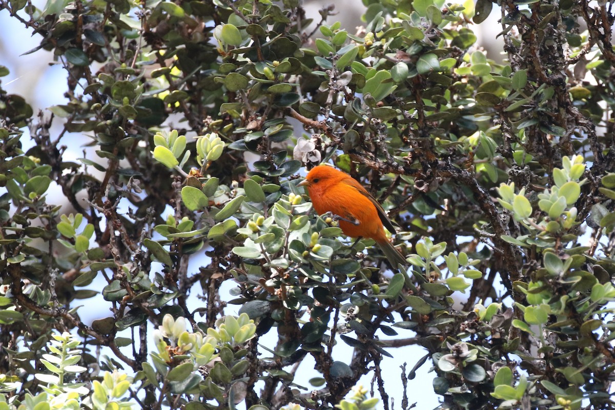 Hawaii-Akepakleidervogel - ML616956563