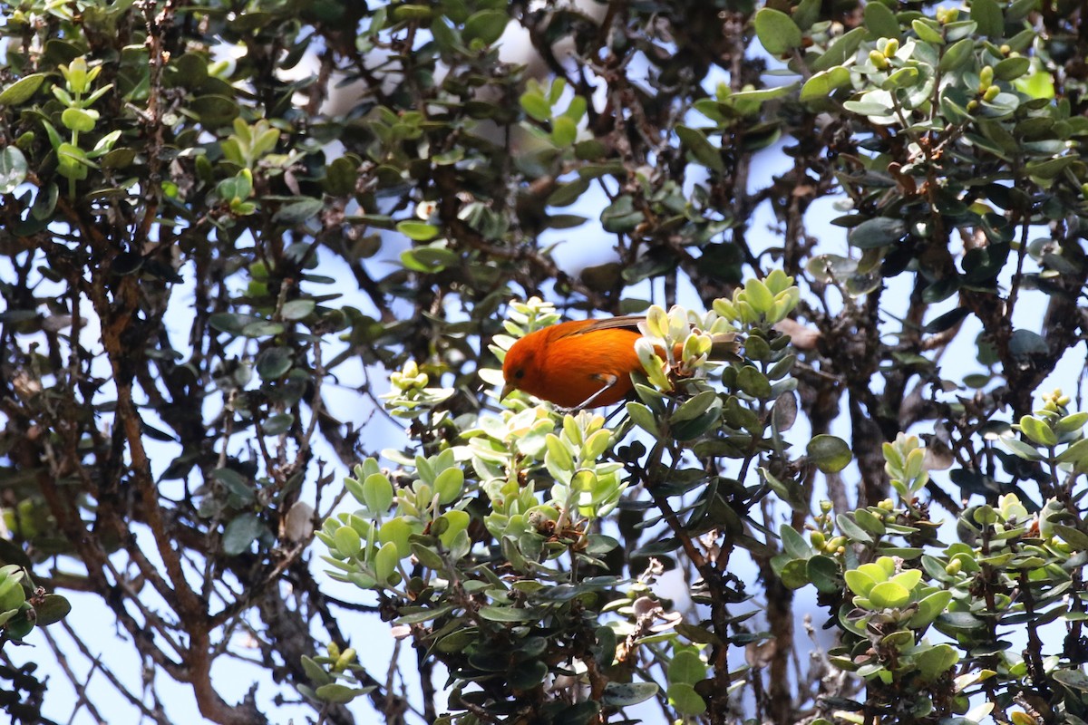 Hawaii-Akepakleidervogel - ML616956575