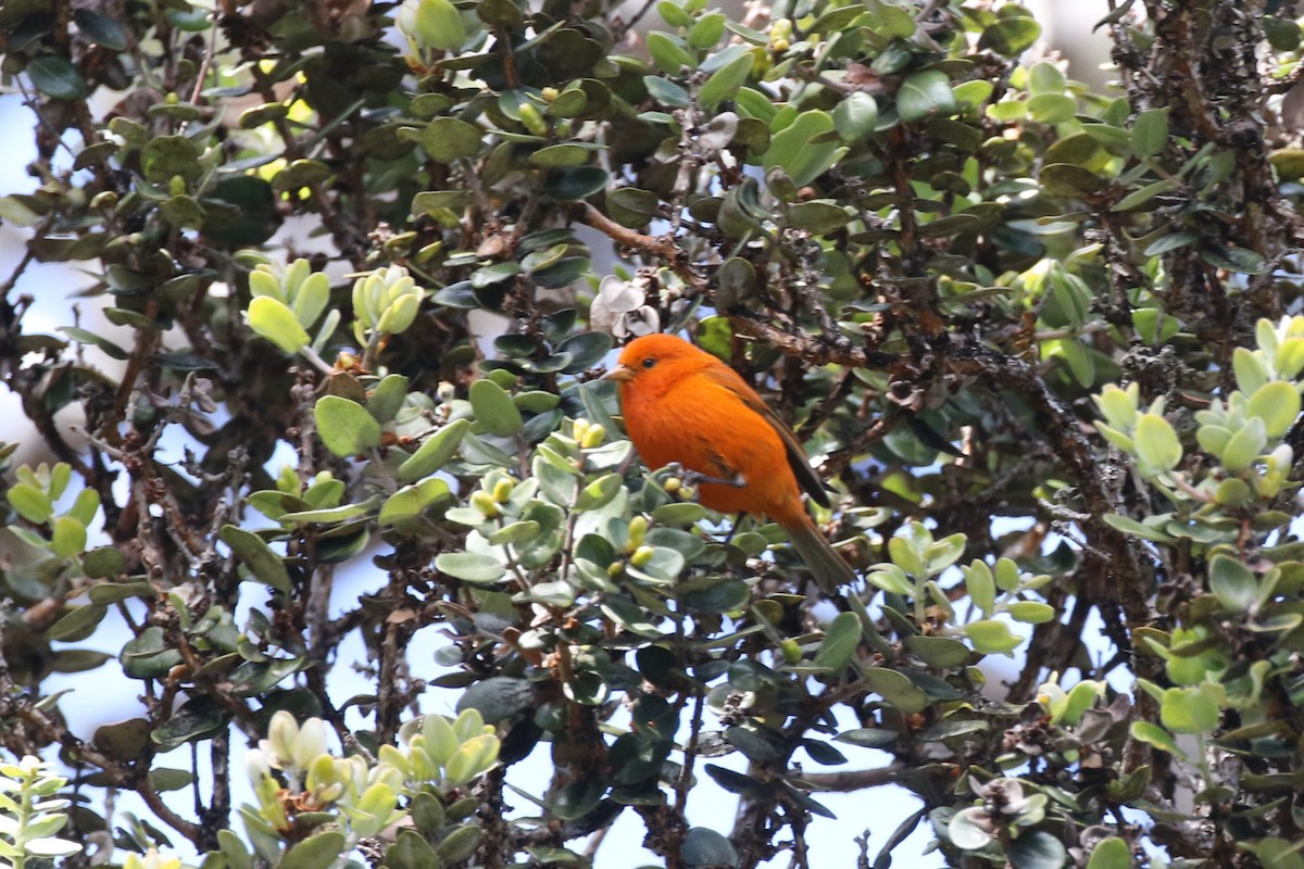 Hawaii-Akepakleidervogel - ML616956576
