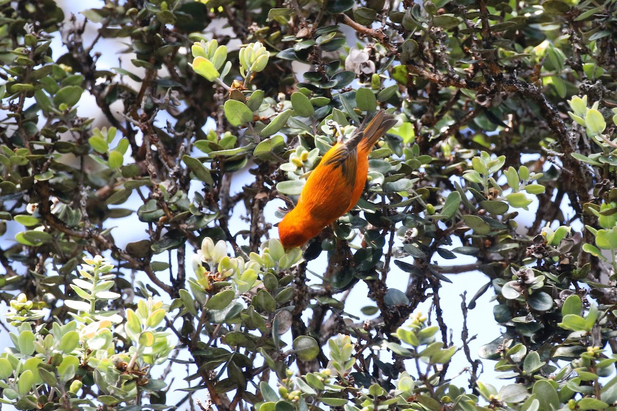Hawaii-Akepakleidervogel - ML616956577