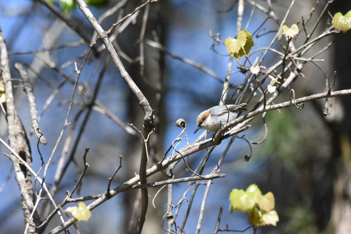 Brown-headed Nuthatch - ML616956636