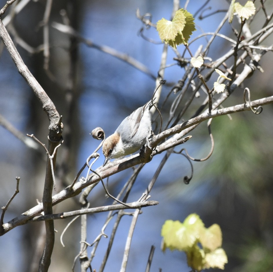 Brown-headed Nuthatch - ML616956637