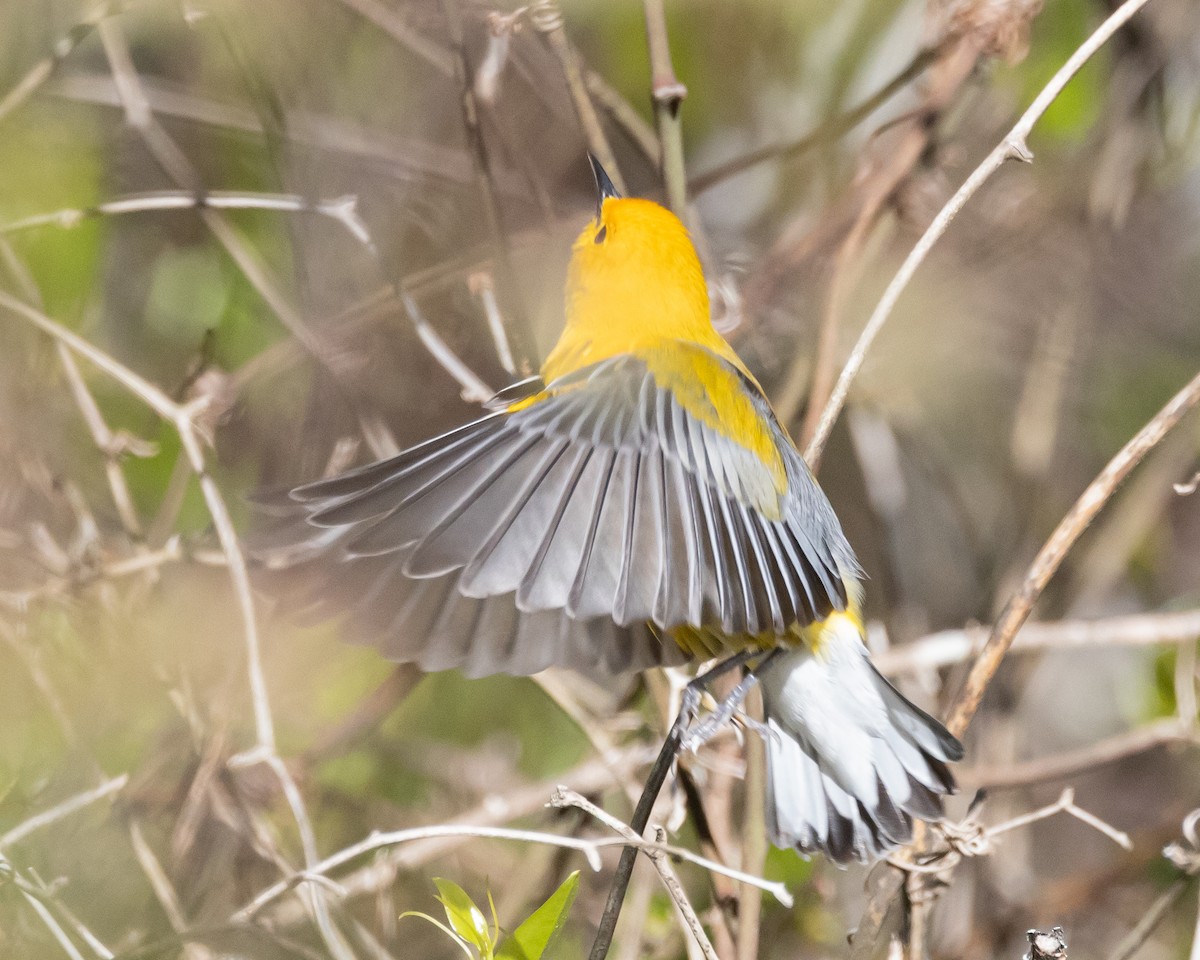 Prothonotary Warbler - ML616956769