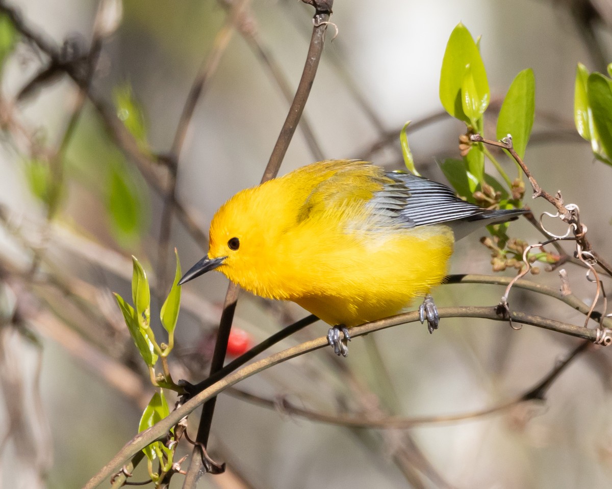 Prothonotary Warbler - ML616956775