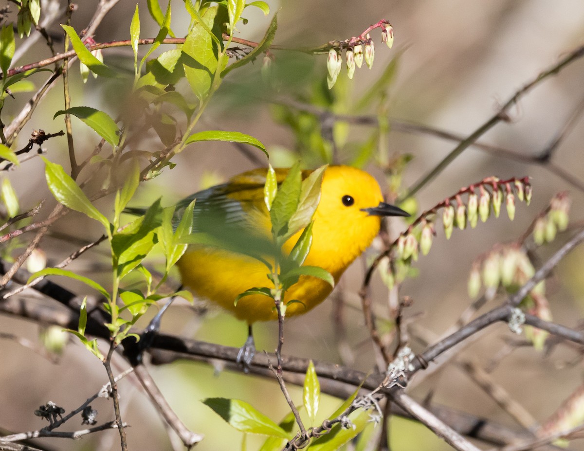Prothonotary Warbler - ML616956780