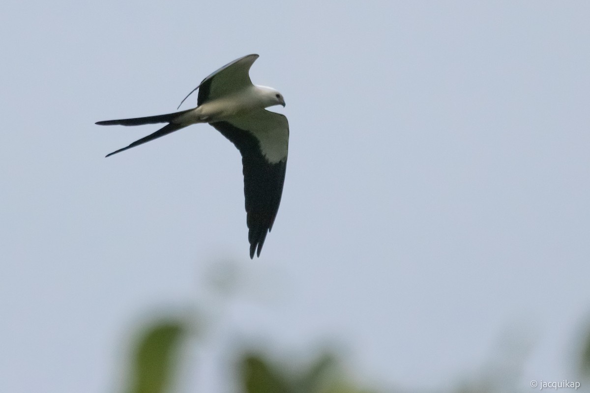 Swallow-tailed Kite - ML616956845