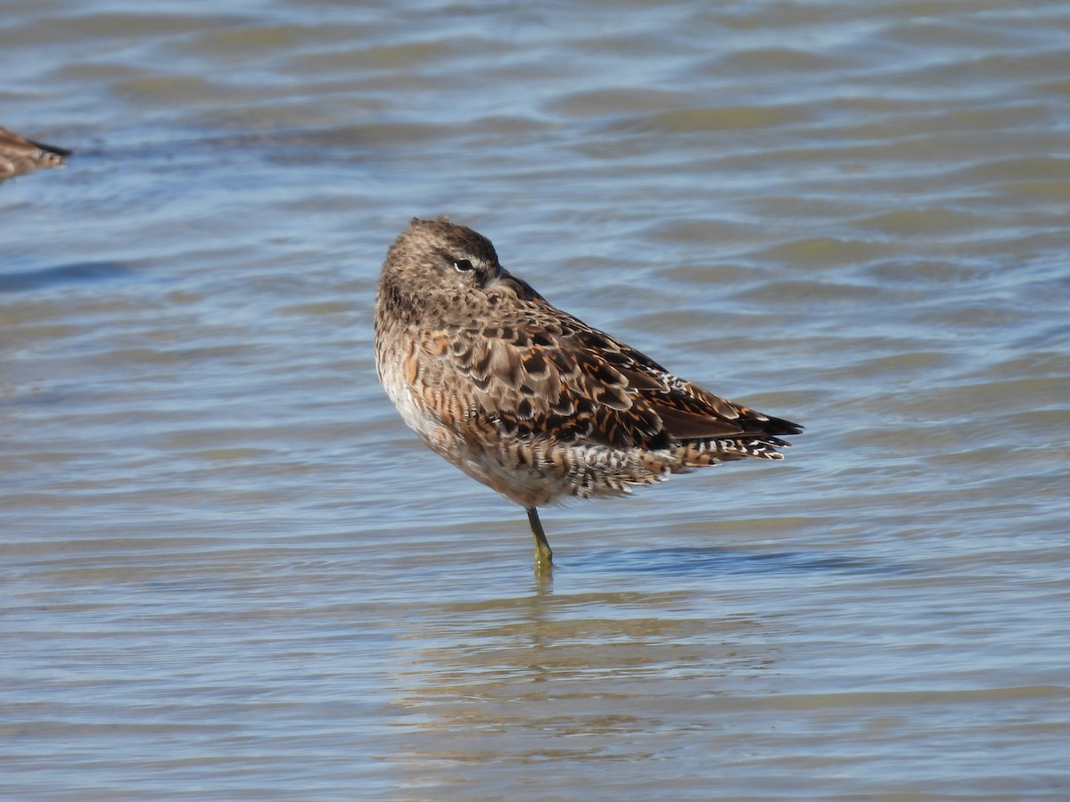 Long-billed Dowitcher - ML616956957
