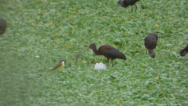 ibis americký - ML616956984