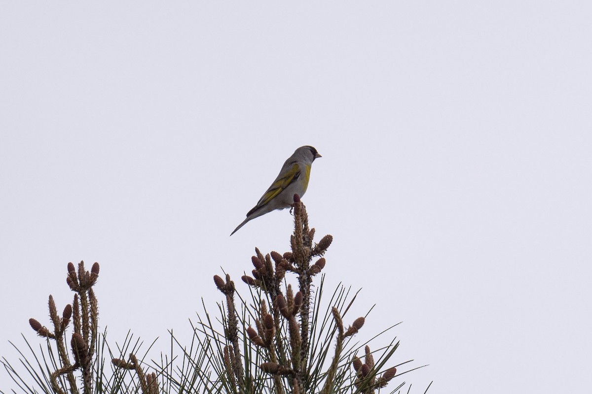 Lawrence's Goldfinch - ML616957044