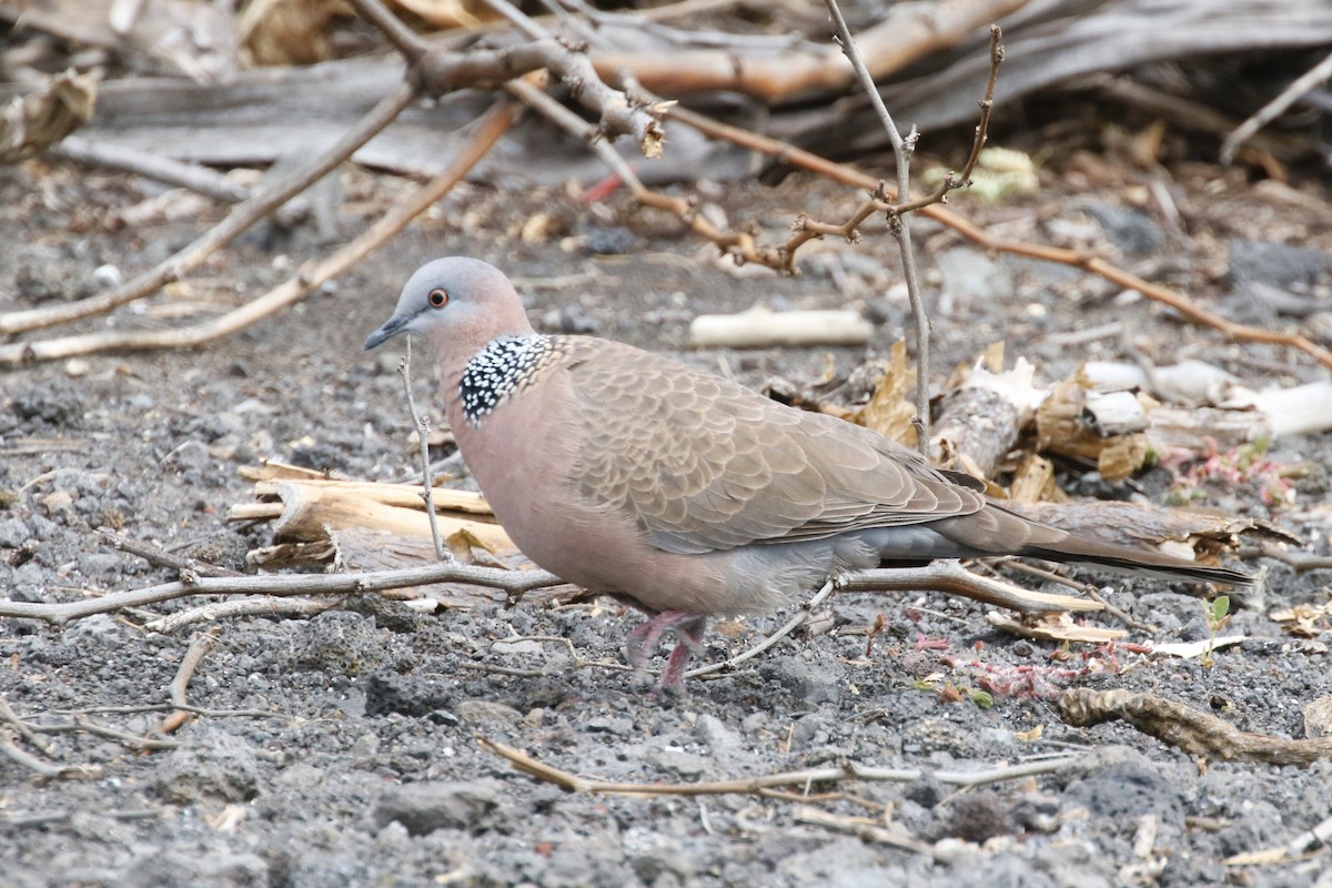 Spotted Dove - ML616957087