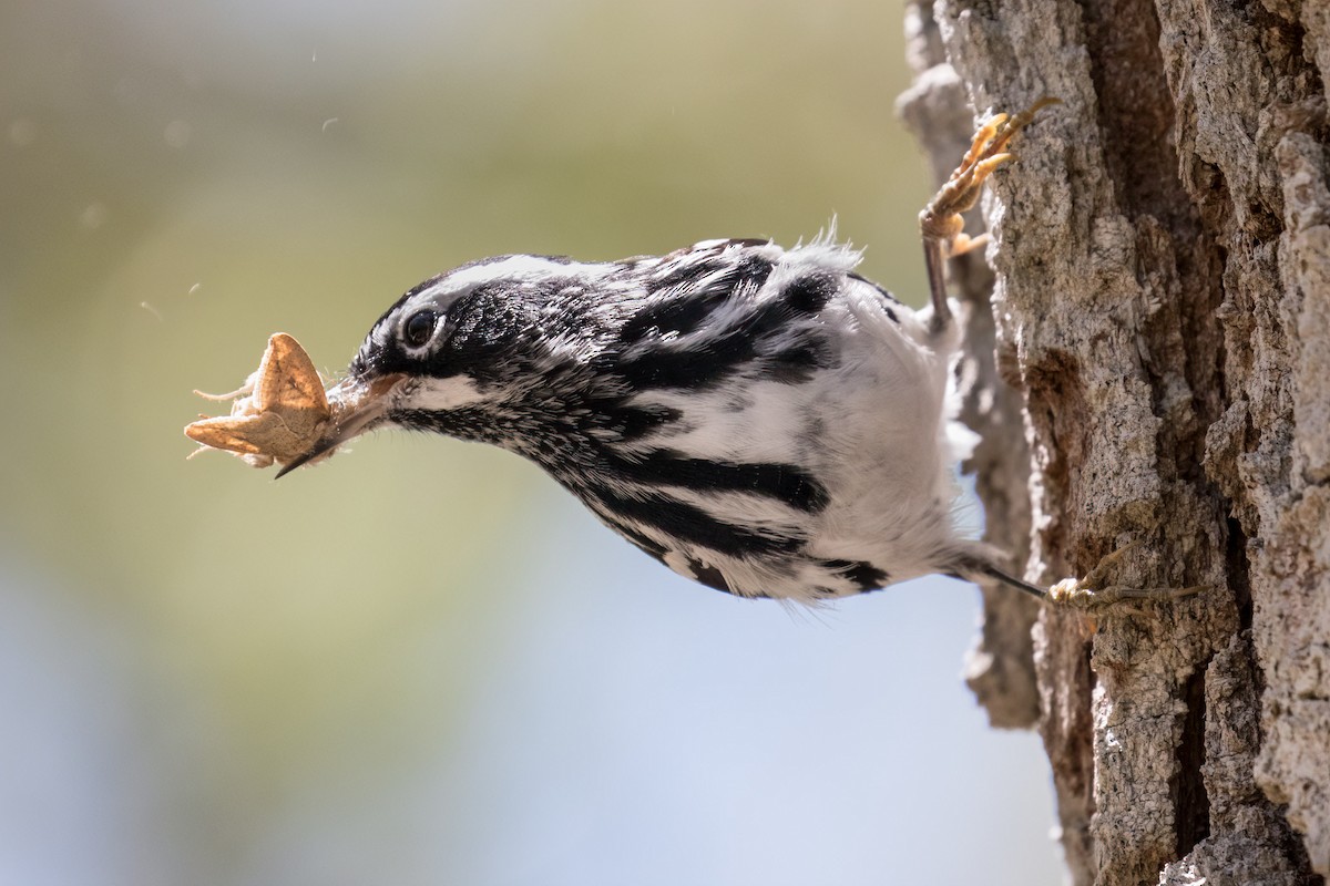 Black-and-white Warbler - ML616957133