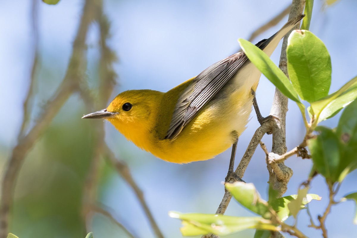 Prothonotary Warbler - ML616957146