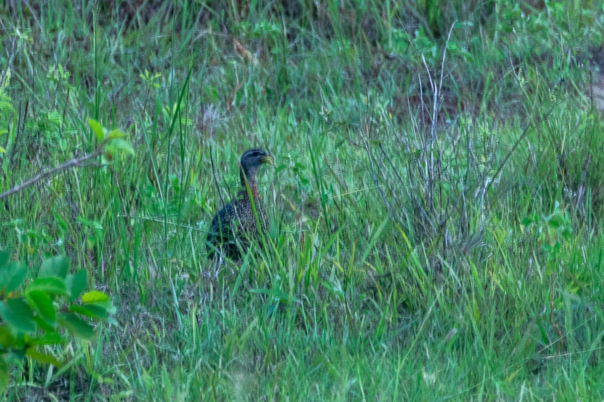 Double-spurred Spurfowl - ML616957158